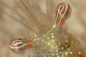 Eyes by Stan Flachs 